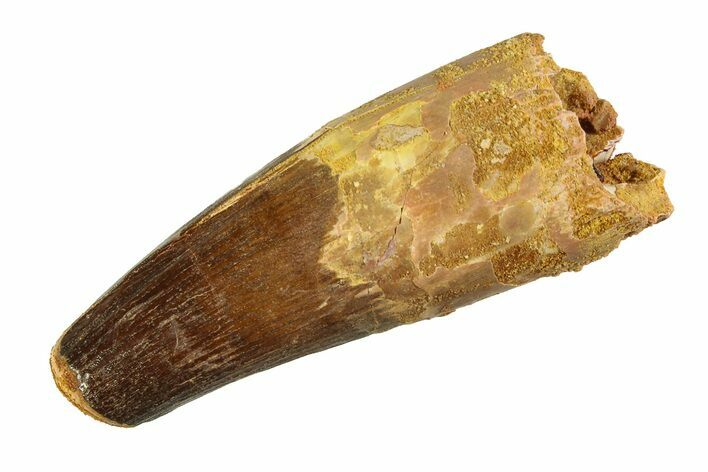 Real Fossil Spinosaurus Tooth - Feeding Worn Tip #351482